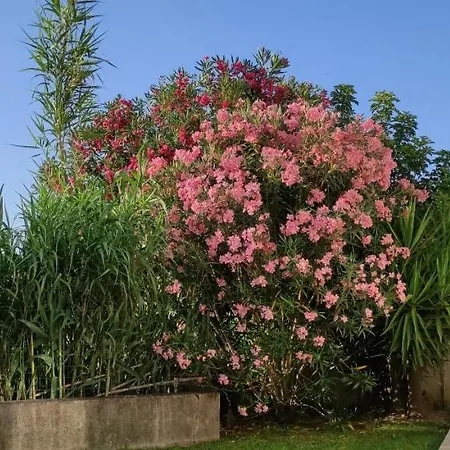 La Casa Di Maria - Codice Iun R7349 - Дом отдыха Арцакена